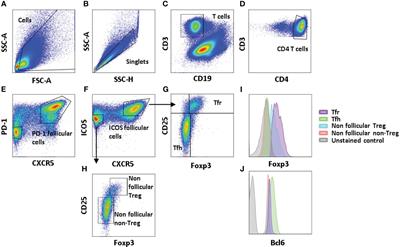 Follicular lymphoma regulatory T-cell origin and function
